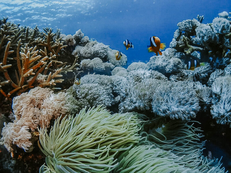 Great coral reef is the best spot for Bigginer, water is calm and beauty underwater life. . . #