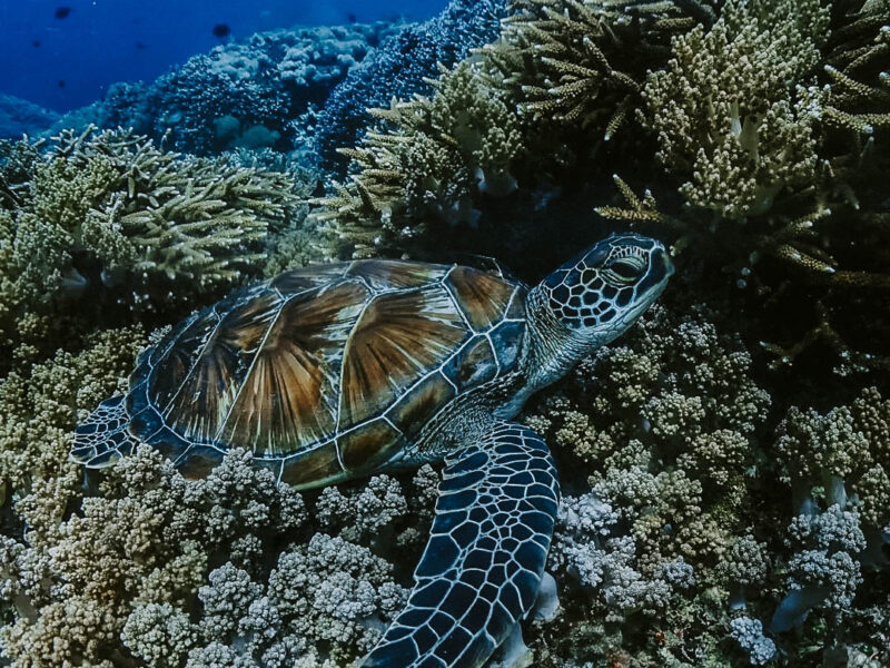 Hiding among the coral reefs. . #snorkelingtrip#privateboat #daytrip #underwaterphotography #oc