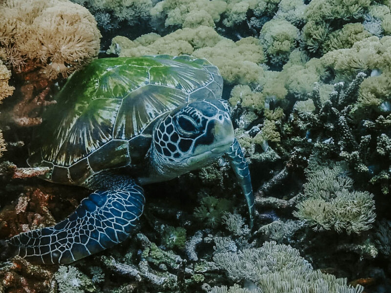 Say hallo to small green turtle. . #snorkelingtrip #privateboat #underwaterphotography #oceanli