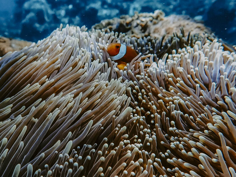 So cute ..#snorkelingtrip #underwaterphotography #oceanlife #nusapenida #nusalembongan #canggu
