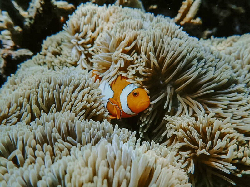 So cute..#snorkelingtrip #daytrip #privatboat #nusalembongan #nusapenida #canggu #kerobokan #ul