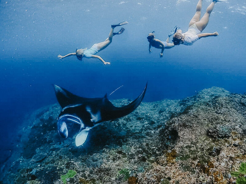Three in one#underwaterphotography #oceanlife #nusalembongan #nusapenida #nusaceningan #nusadua