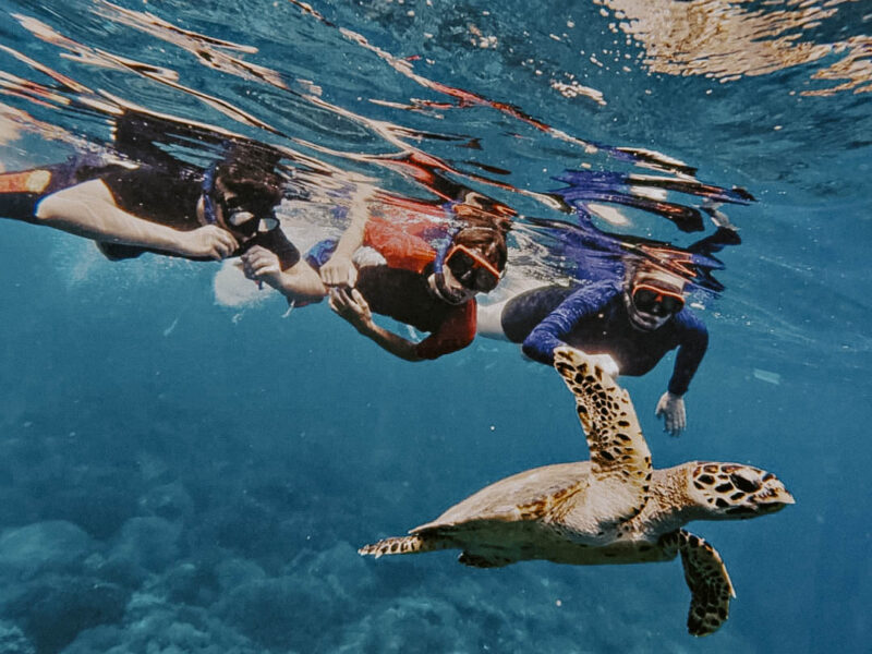 Watch our guests having the time of their lives snorkeling with turtles and meeting the incredib-2