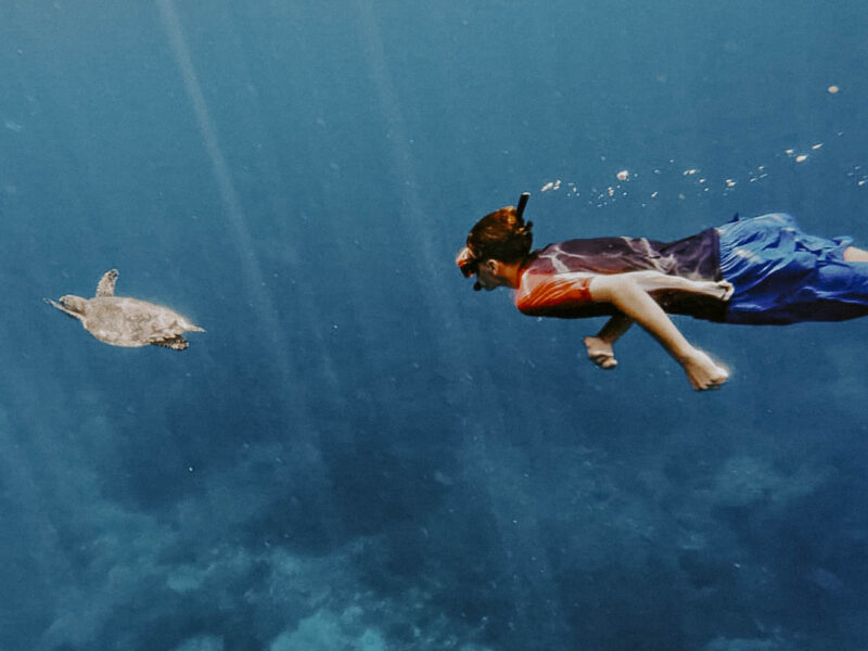 Watch our guests having the time of their lives snorkeling with turtles and meeting the incredib-4