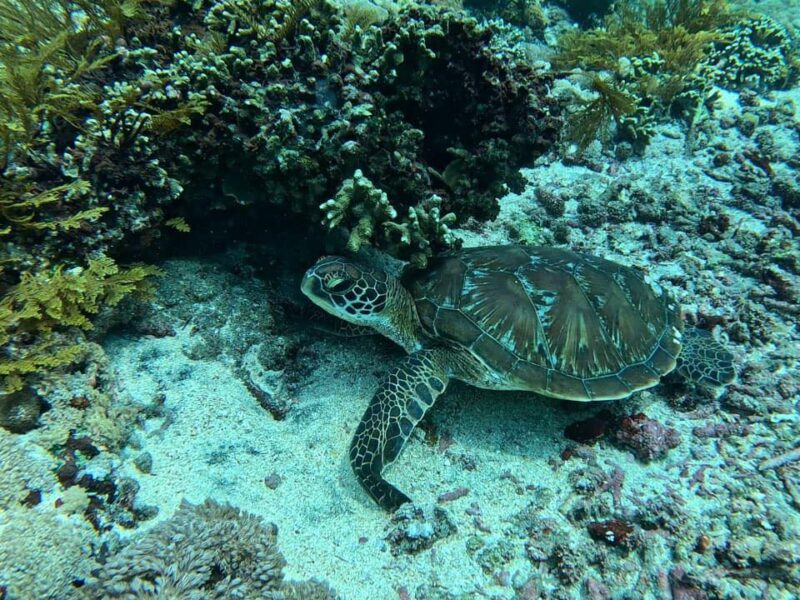 Swim with sea turtle in Nusa Lembongan