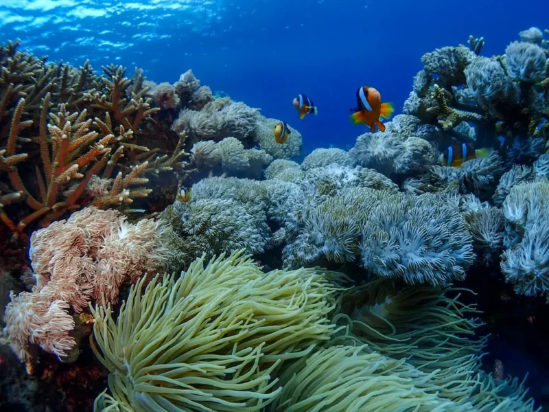 Great coral reef is the best spot for Bigginer, water is calm and beauty underwater life. . . #