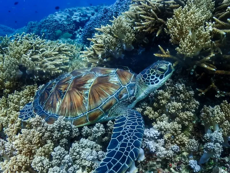 Hiding among the coral reefs. . #snorkelingtrip#privateboat #daytrip #underwaterphotography #oc