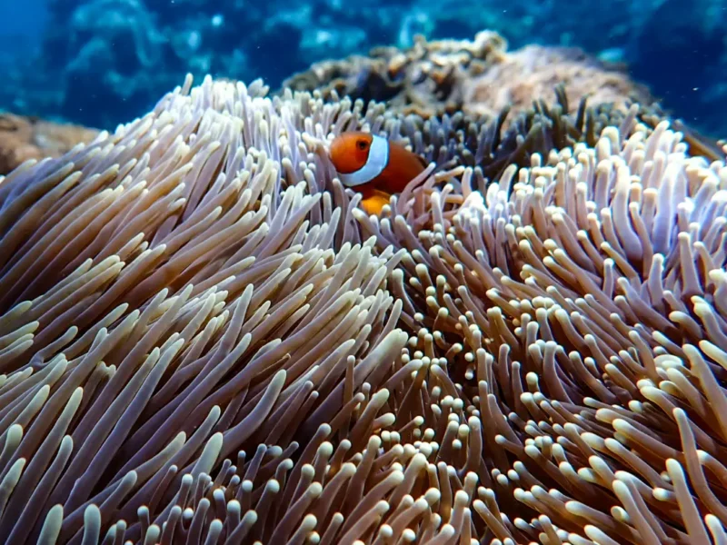 So cute ..#snorkelingtrip #underwaterphotography #oceanlife #nusapenida #nusalembongan #canggu