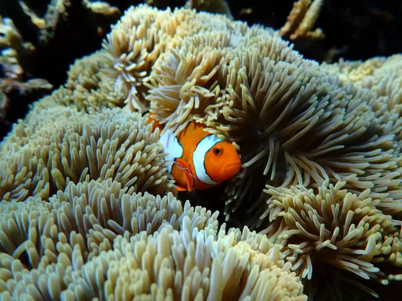 So cute..#snorkelingtrip #daytrip #privatboat #nusalembongan #nusapenida #canggu #kerobokan #ul