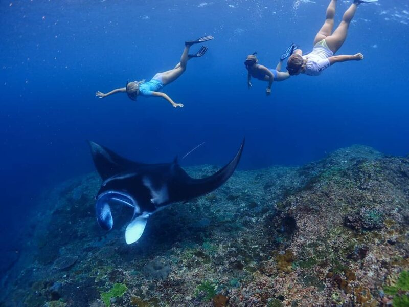 Three in one#underwaterphotography #oceanlife #nusalembongan #nusapenida #nusaceningan #nusadua