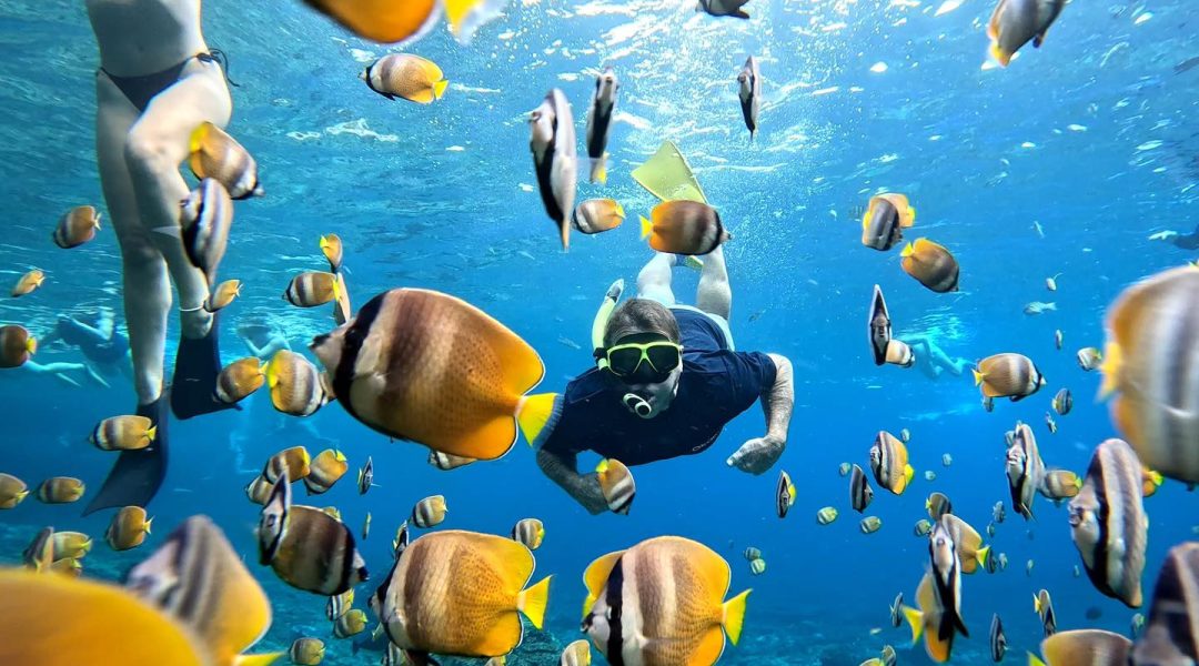 Colourful fishes snorkelling in Nusa Lembongan