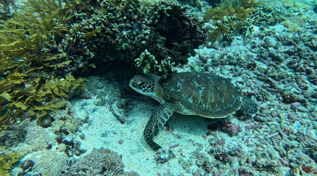 Swim with sea turtle in Nusa Lembongan