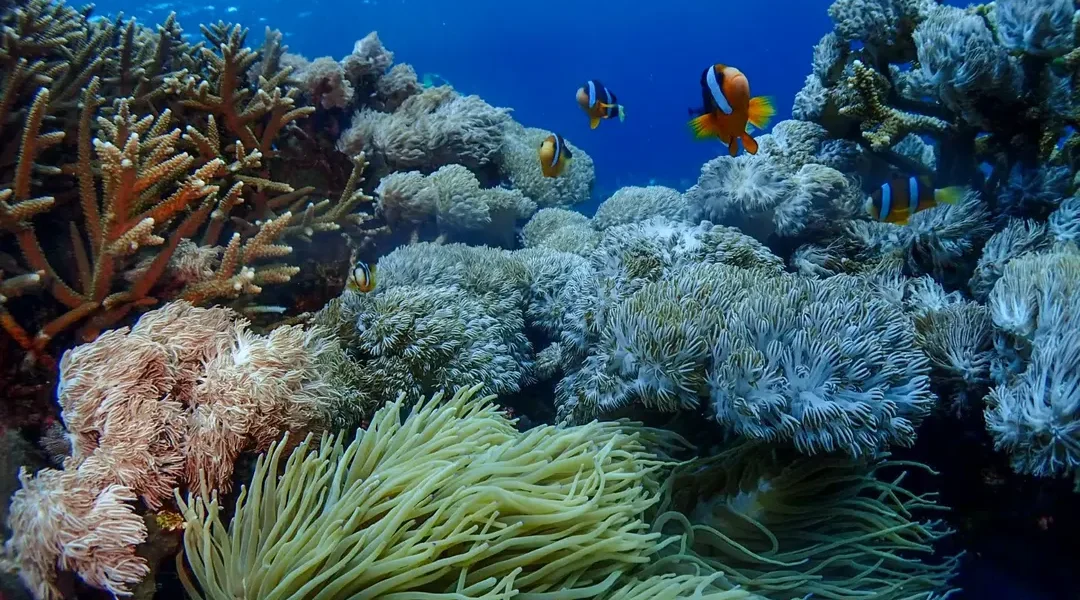 Great coral reef is the best spot for Bigginer, water is calm and beauty underwater life. . . #