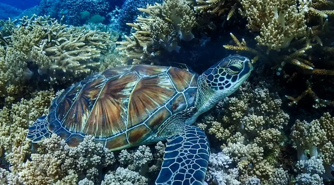 Hiding among the coral reefs. . #snorkelingtrip#privateboat #daytrip #underwaterphotography #oc