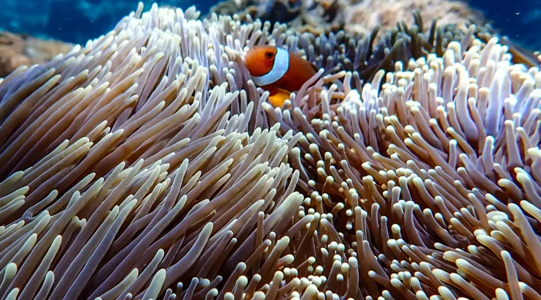 So cute ..#snorkelingtrip #underwaterphotography #oceanlife #nusapenida #nusalembongan #canggu