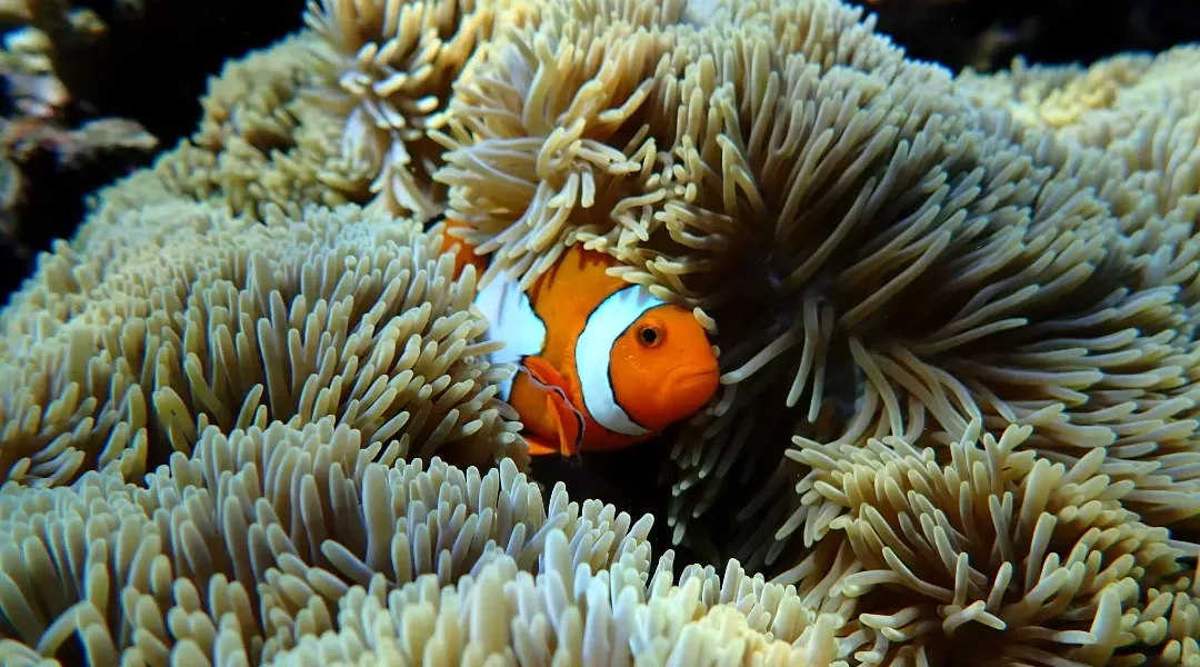 So cute..#snorkelingtrip #daytrip #privatboat #nusalembongan #nusapenida #canggu #kerobokan #ul