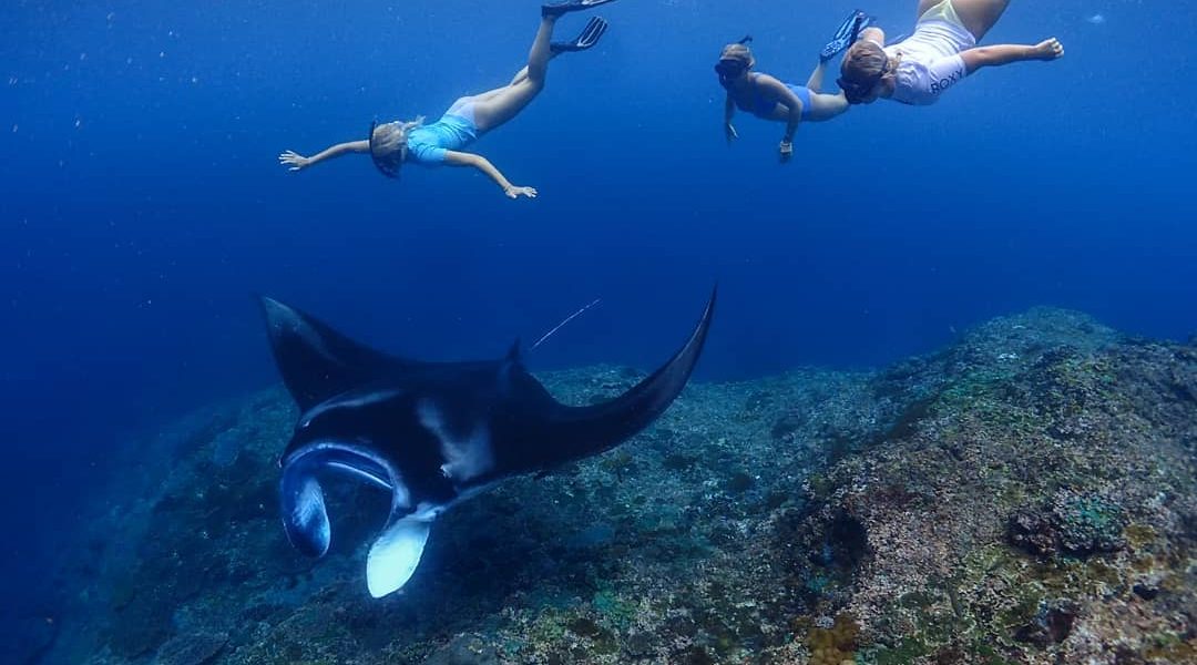 Three in one#underwaterphotography #oceanlife #nusalembongan #nusapenida #nusaceningan #nusadua