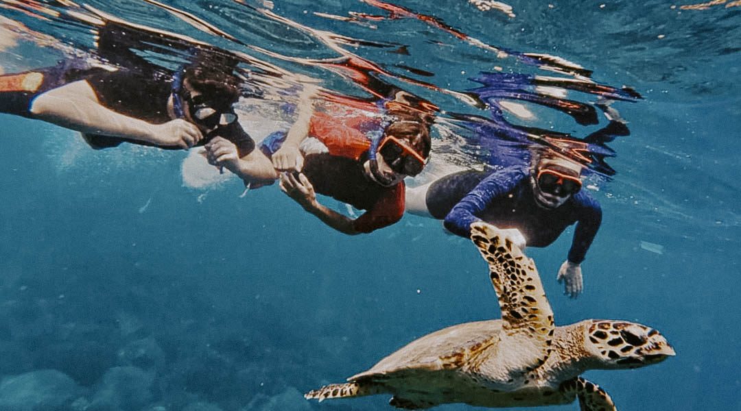 Watch our guests having the time of their lives snorkeling with turtles and meeting the incredib-2
