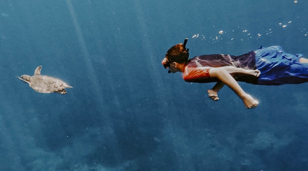 Watch our guests having the time of their lives snorkeling with turtles and meeting the incredib-4